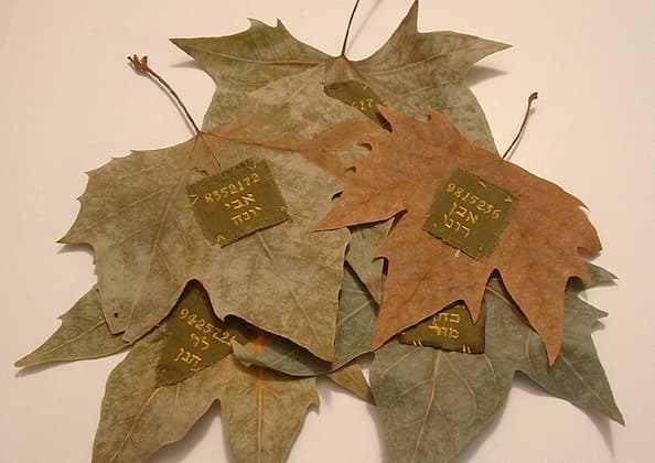 Fallen Leaves